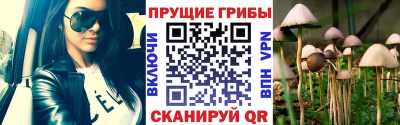 Купить где  Серпухов  Галлюциногенные грибы Cubensis 